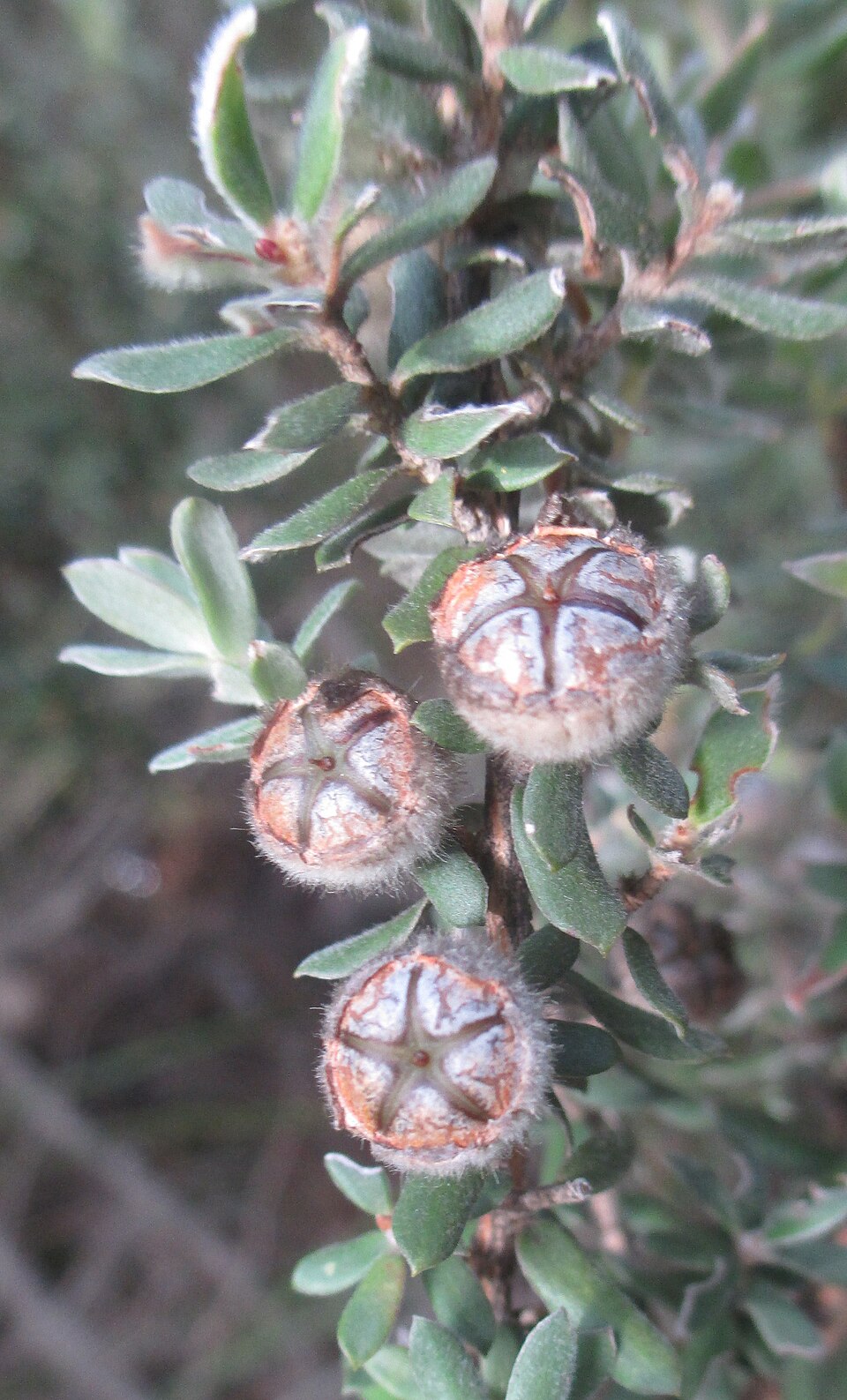 Leptospermum lanigerum (Woolly Teatree) (alternate view 10)