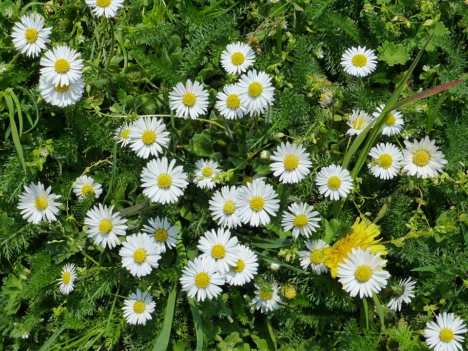 Bellis perennis (Lawn daisy)
