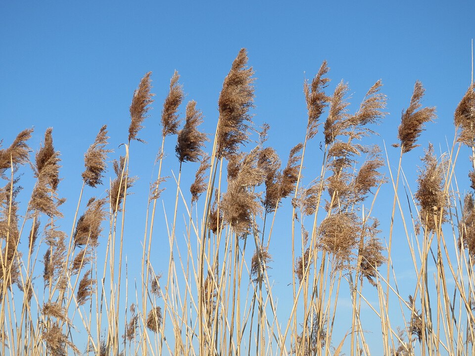Phragmites australis (common reed)