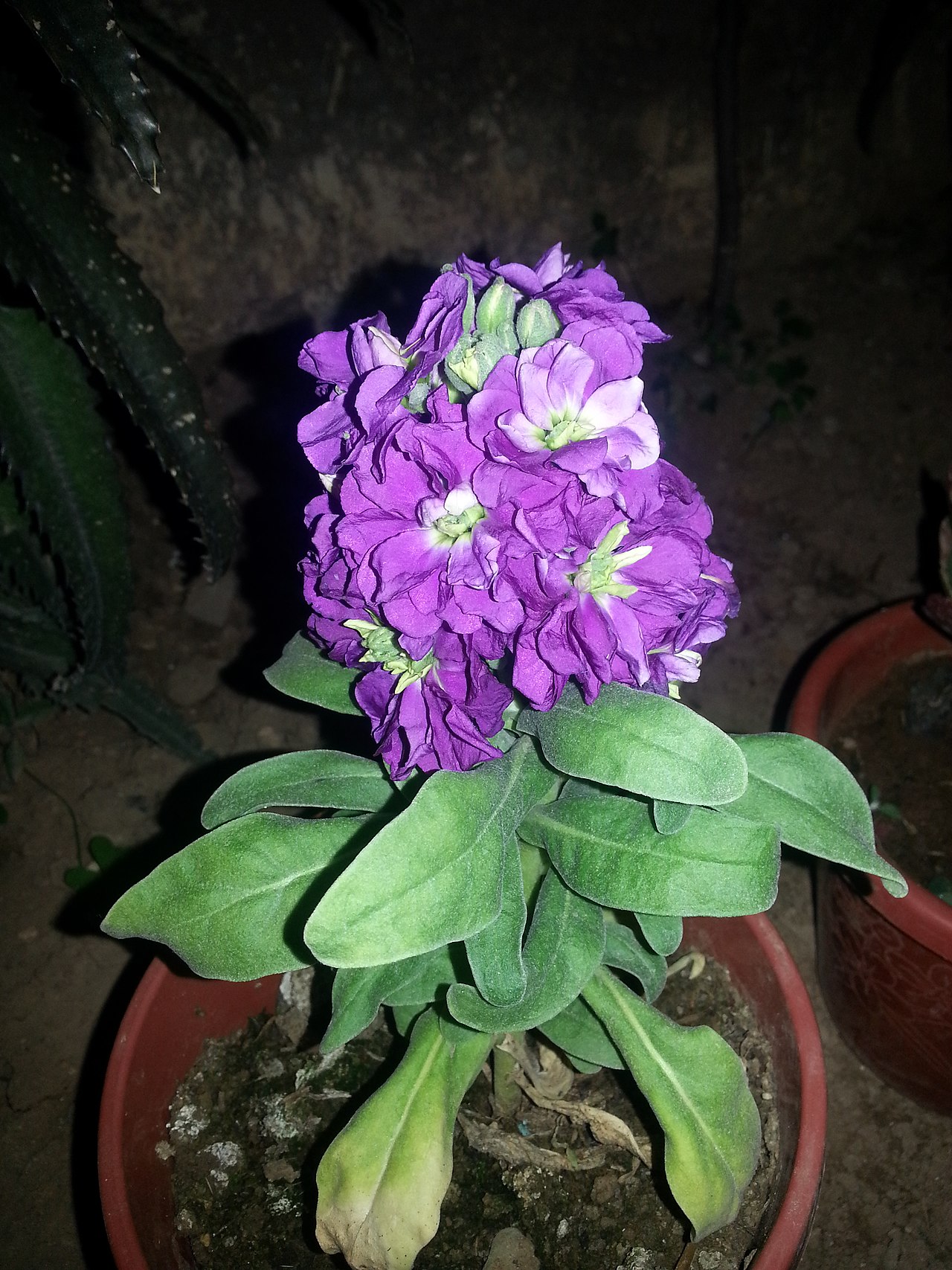 Matthiola incana, Brompton stock — upright semi-evergreen (Brassicaceae) (image 5 of 8)