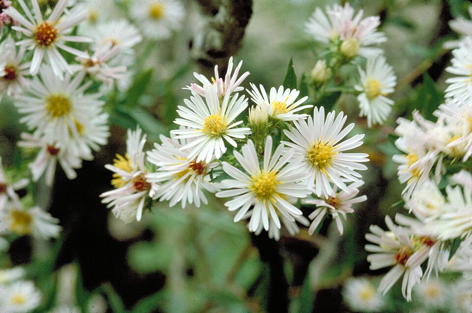 Symphyotrichum ericoides (white heath aster) (alternate view 3)