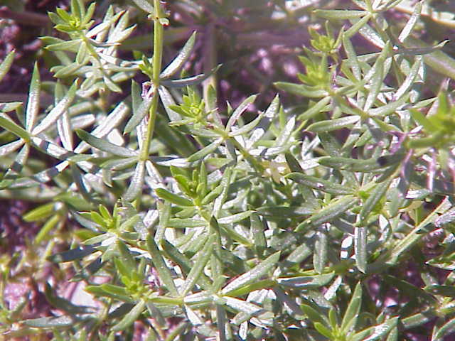 Galium verum (Lady's Bedstraw)