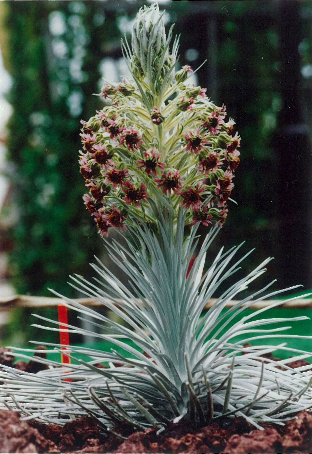 Argyroxiphium sandwicense, Silversword — mounding evergreen (Asteraceae) (image 2 of 9)