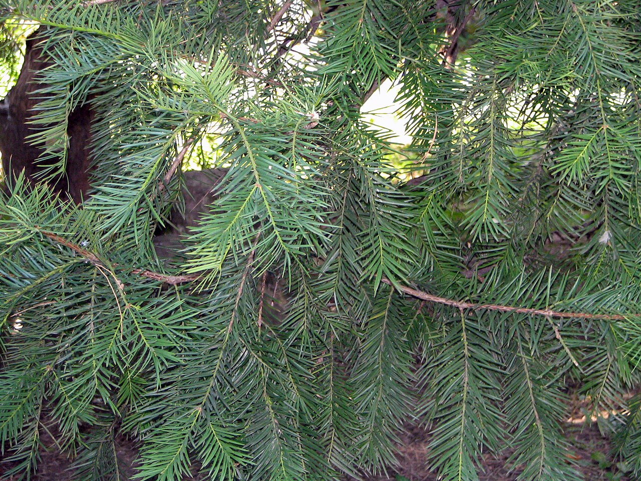 Torreya nucifera, Japanese nutmeg yew — upright evergreen (Taxaceae) (image 1 of 10)