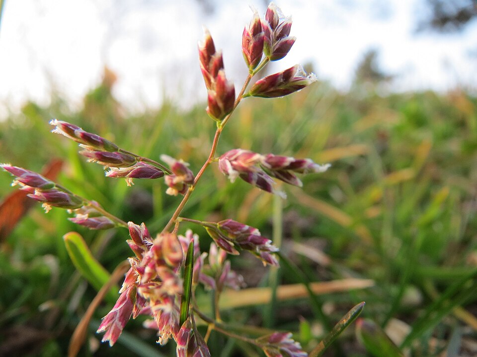 Poa annua (annual bluegrass) (alternate view 8)