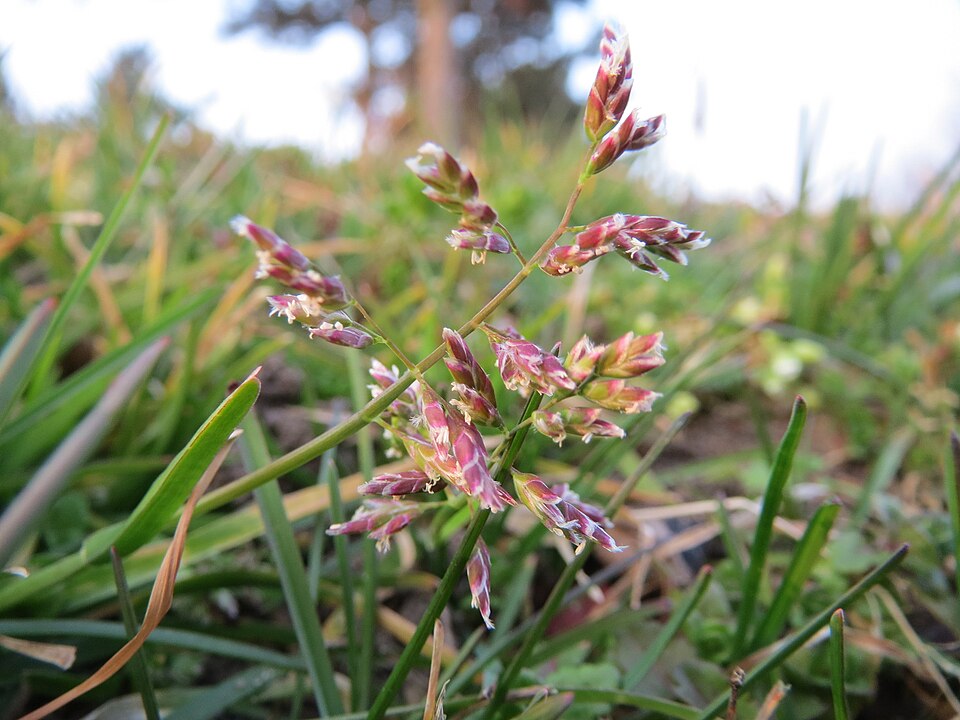 Poa annua (annual bluegrass) (alternate view 9)
