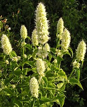 Agastache (Hyssops) (alternate view 3)