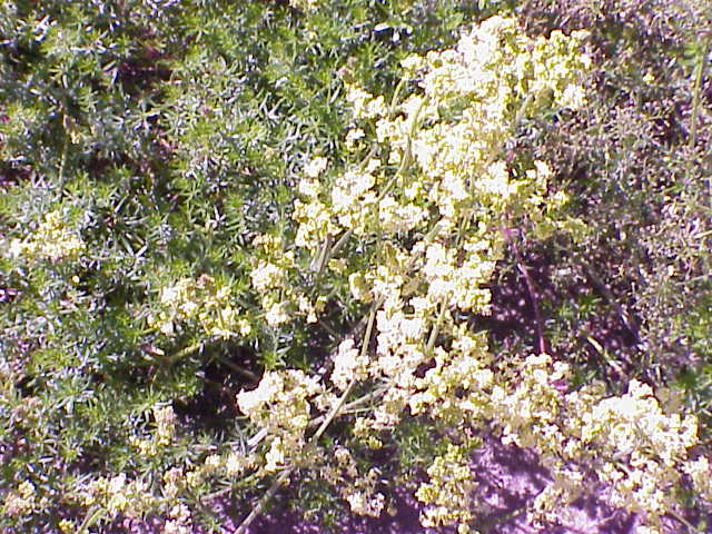 Galium verum (Lady's Bedstraw)
