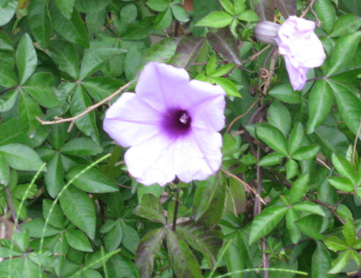 Ipomoea cairica (Mile-a-minute vine)