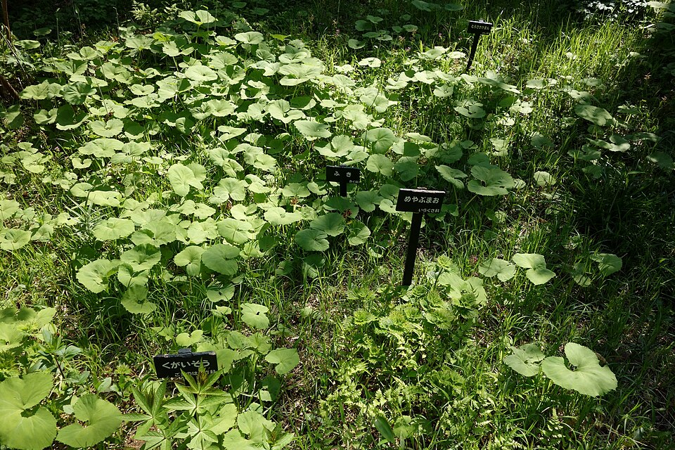 Boehmeria platanifolia (alternate view 12)