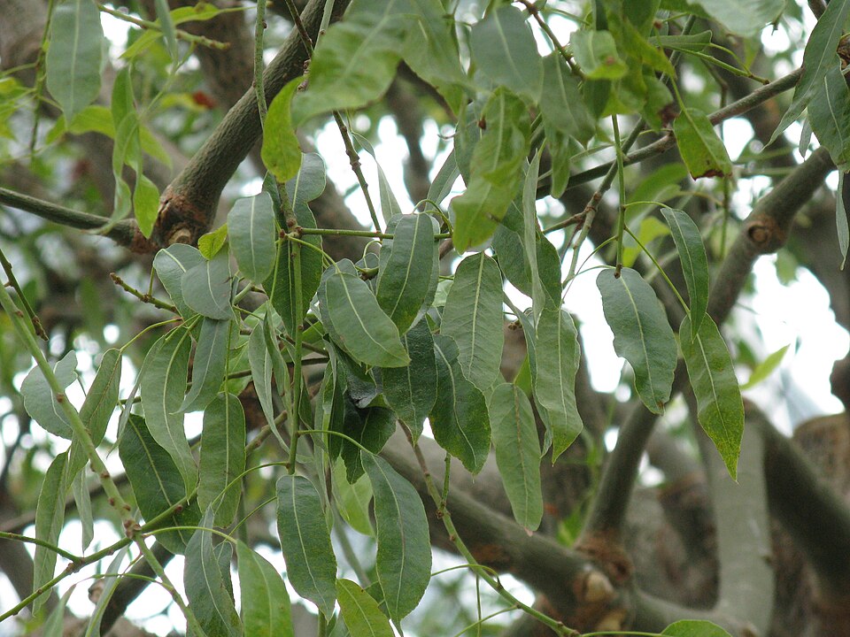 Brachychiton rupestris (Queensland Bottle Tree) (alternate view 10)