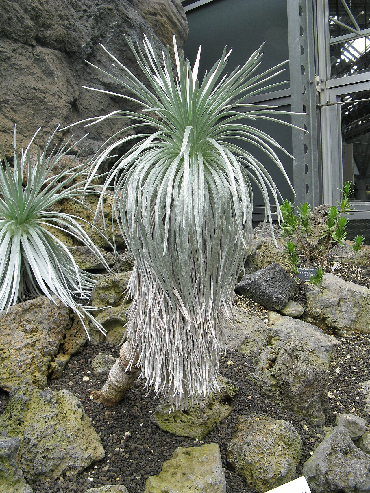 Argyroxiphium sandwicense, Silversword — mounding evergreen (Asteraceae) (image 3 of 9)