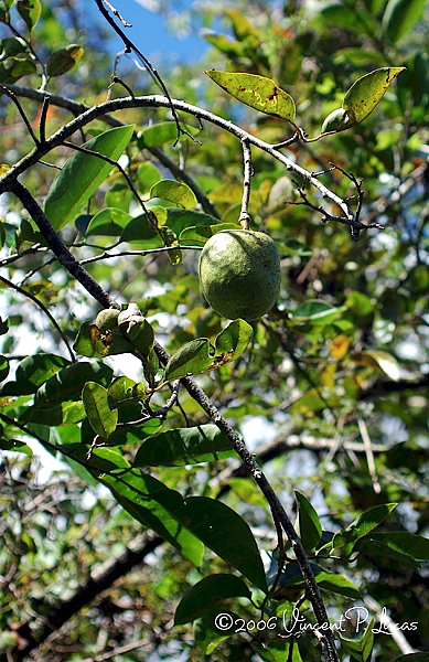 Annona glabra (Pond Apple) (alternate view 7)