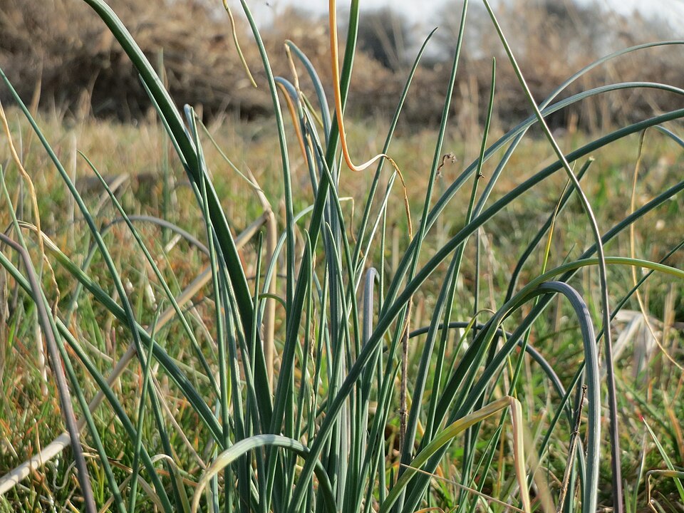 Allium schoenoprasum (Chives) (alternate view 8)