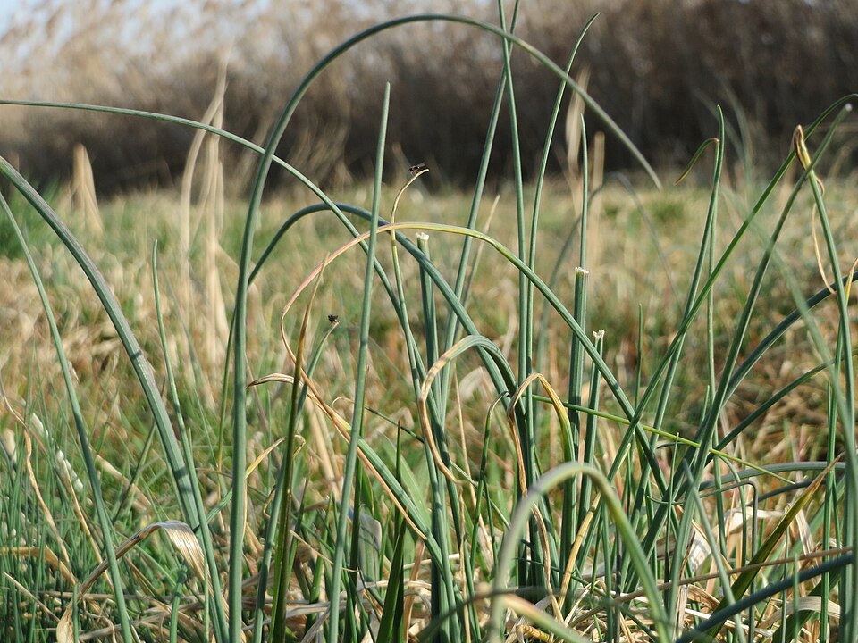 Allium schoenoprasum (Chives) (alternate view 9)