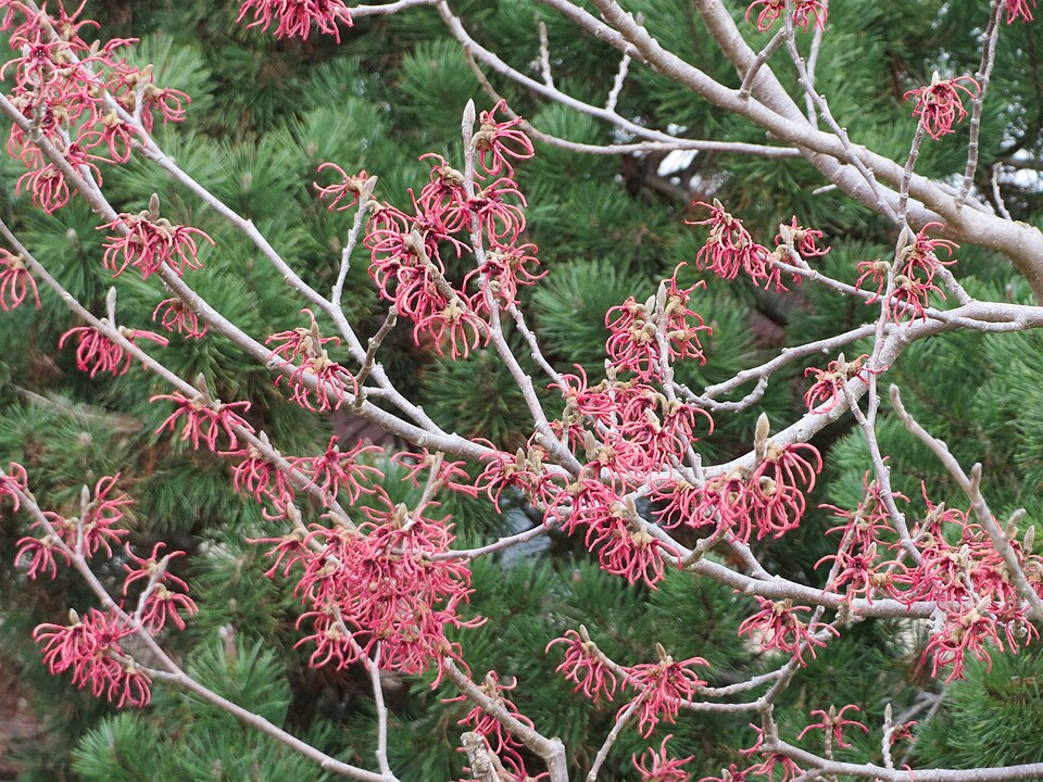 Hamamelis x intermedia (hybrid witch hazel) (alternate view 2)