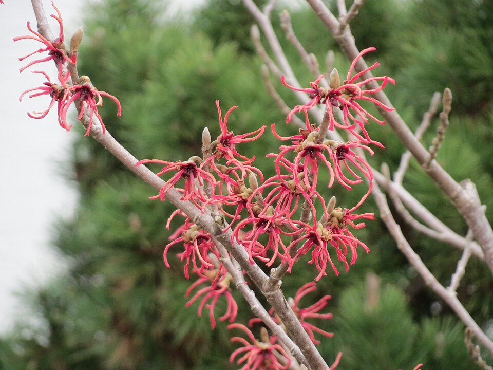 Hamamelis x intermedia (hybrid witch hazel) (alternate view 3)