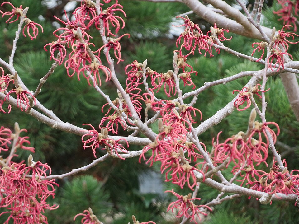 Hamamelis x intermedia (hybrid witch hazel) (alternate view 4)