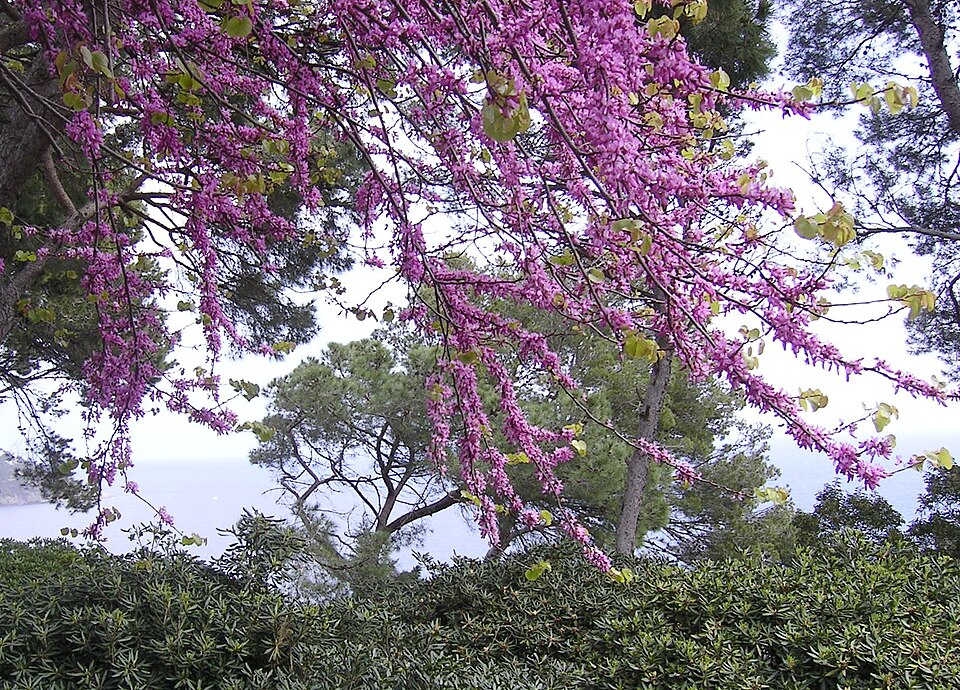 Cercis siliquastrum (Judas-tree)