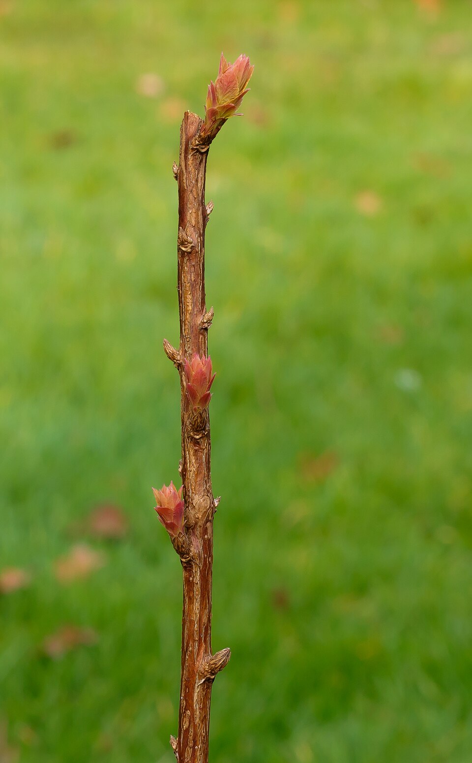 Spiraea japonica 'Goldflame' (Goldflame spirea) (alternate view 3)