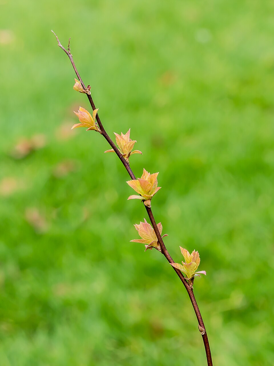 Spiraea japonica 'Goldflame' (Goldflame spirea) (alternate view 4)