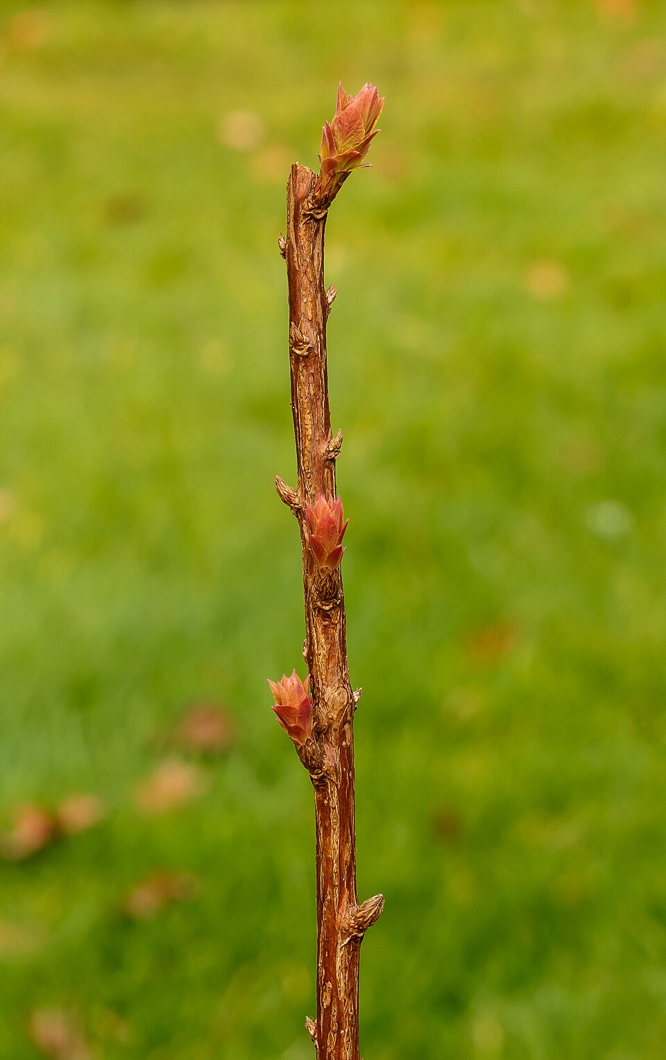 Spiraea japonica 'Goldflame' (Goldflame spirea) (alternate view 5)