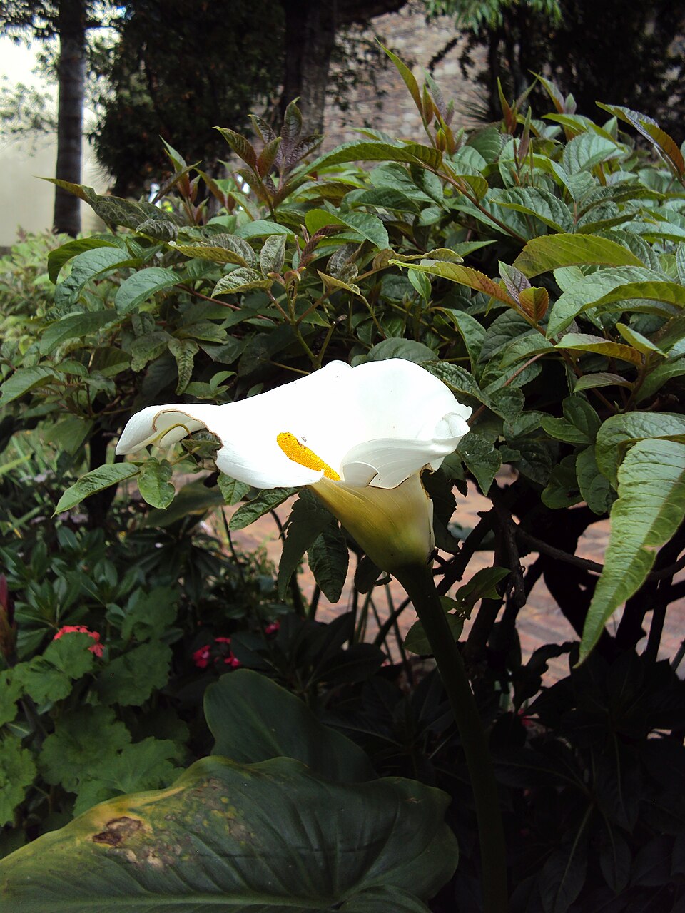 Zantedeschia (calla lilies)