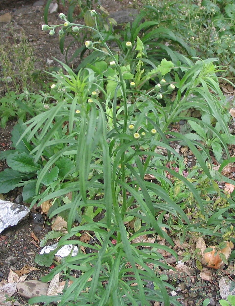 Erigeron bonariensis (Flax-leaved Horseweed)