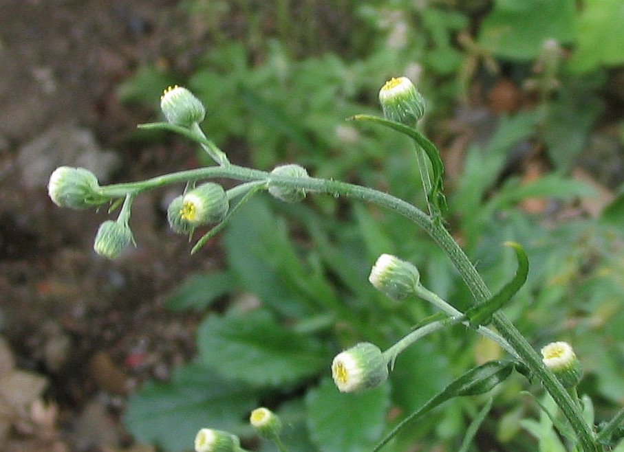 Erigeron bonariensis (Flax-leaved Horseweed)