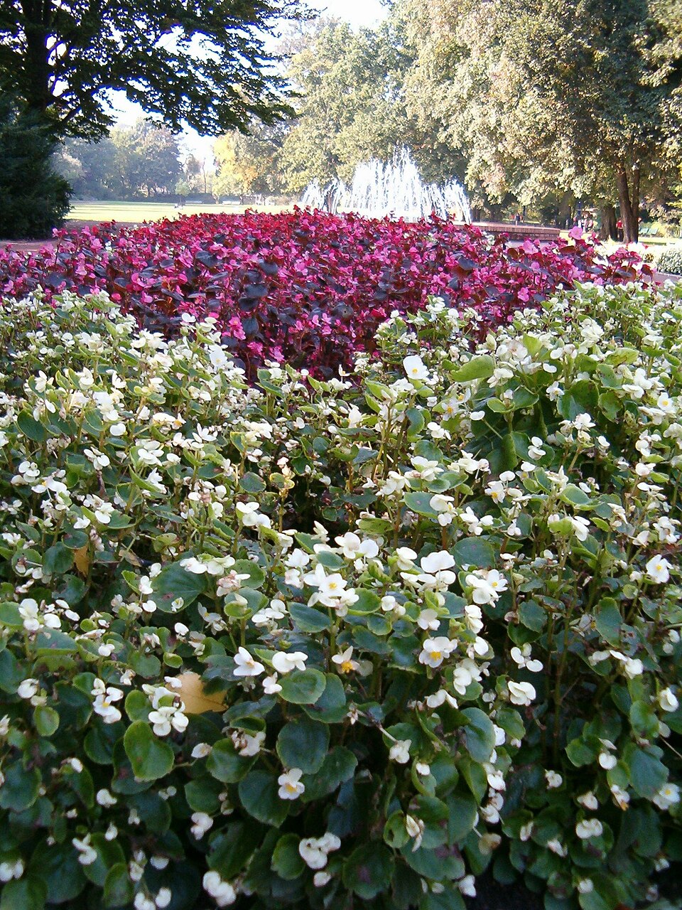 Begonia × semperflorens-cultorum (wax begonia) (alternate view 9)