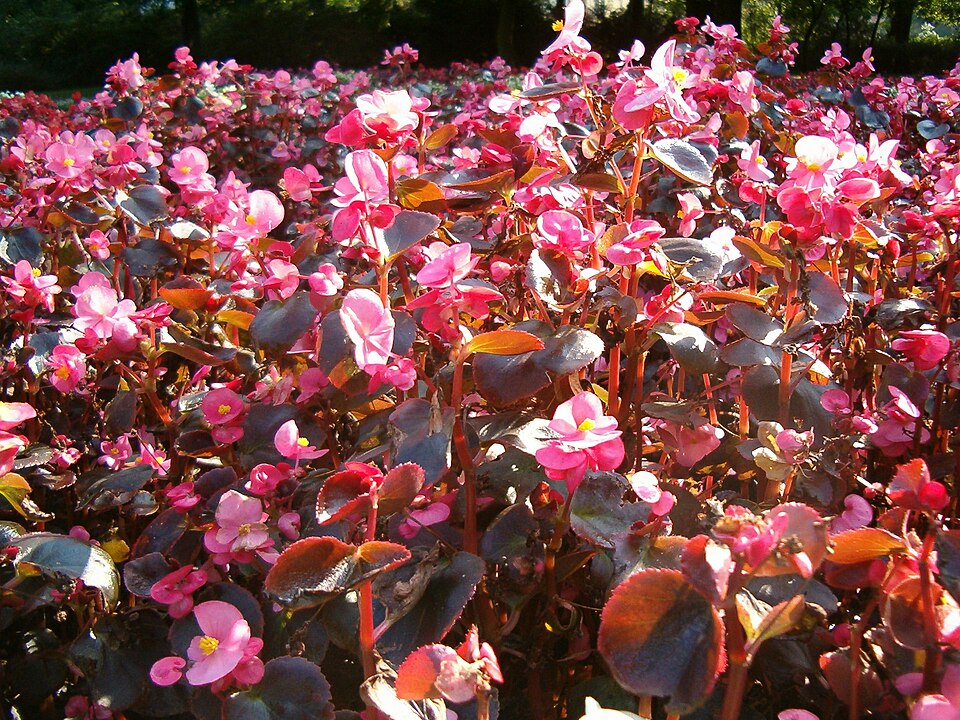 Begonia × semperflorens-cultorum (wax begonia) (alternate view 10)