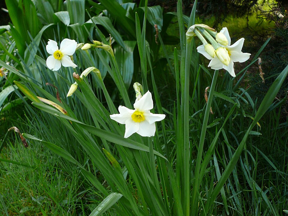 Narcissus × medioluteus (Primrose-peerless) (alternate view 6)