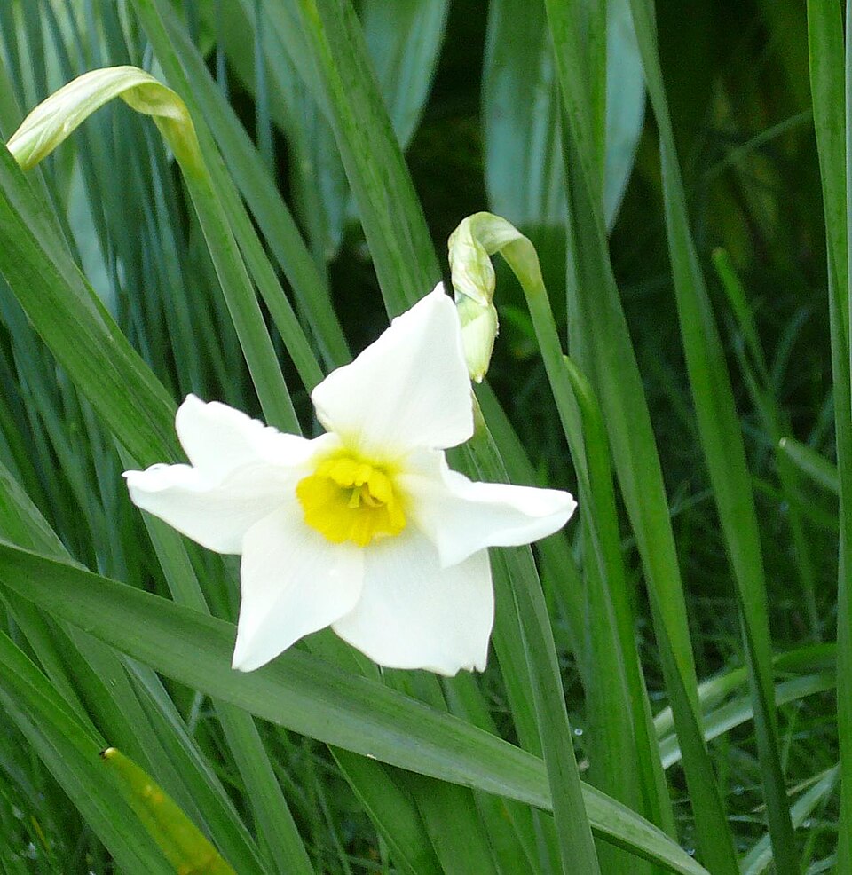 Narcissus × medioluteus (Primrose-peerless) (alternate view 7)