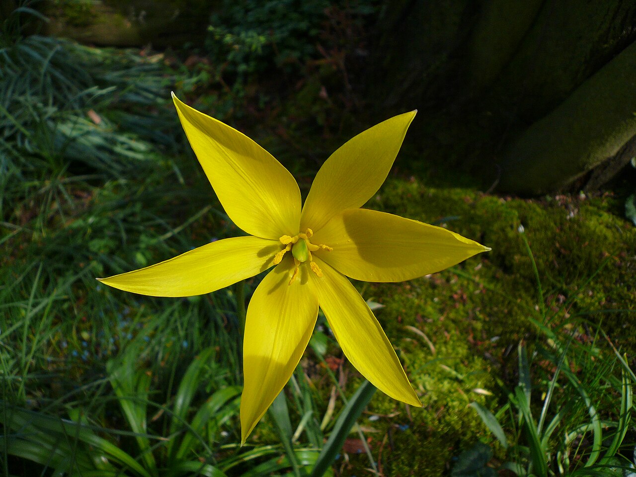 Tulipa spp., tulips — upright deciduous (Liliaceae) (image 8 of 14)