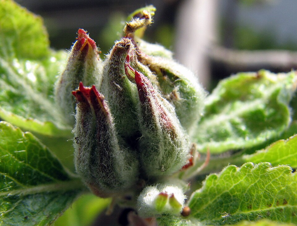 Malus domestica (apple) (alternate view 7)