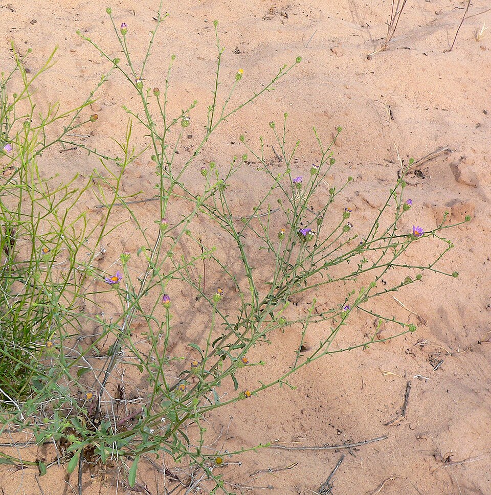 Dieteria canescens (Hoary Tansyaster) (alternate view 6)