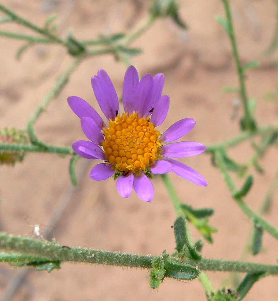 Dieteria canescens (Hoary Tansyaster) (alternate view 7)