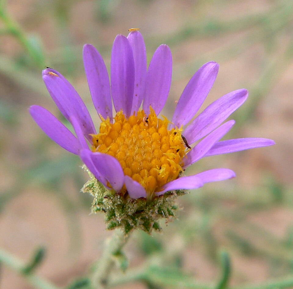 Dieteria canescens (Hoary Tansyaster) (alternate view 8)