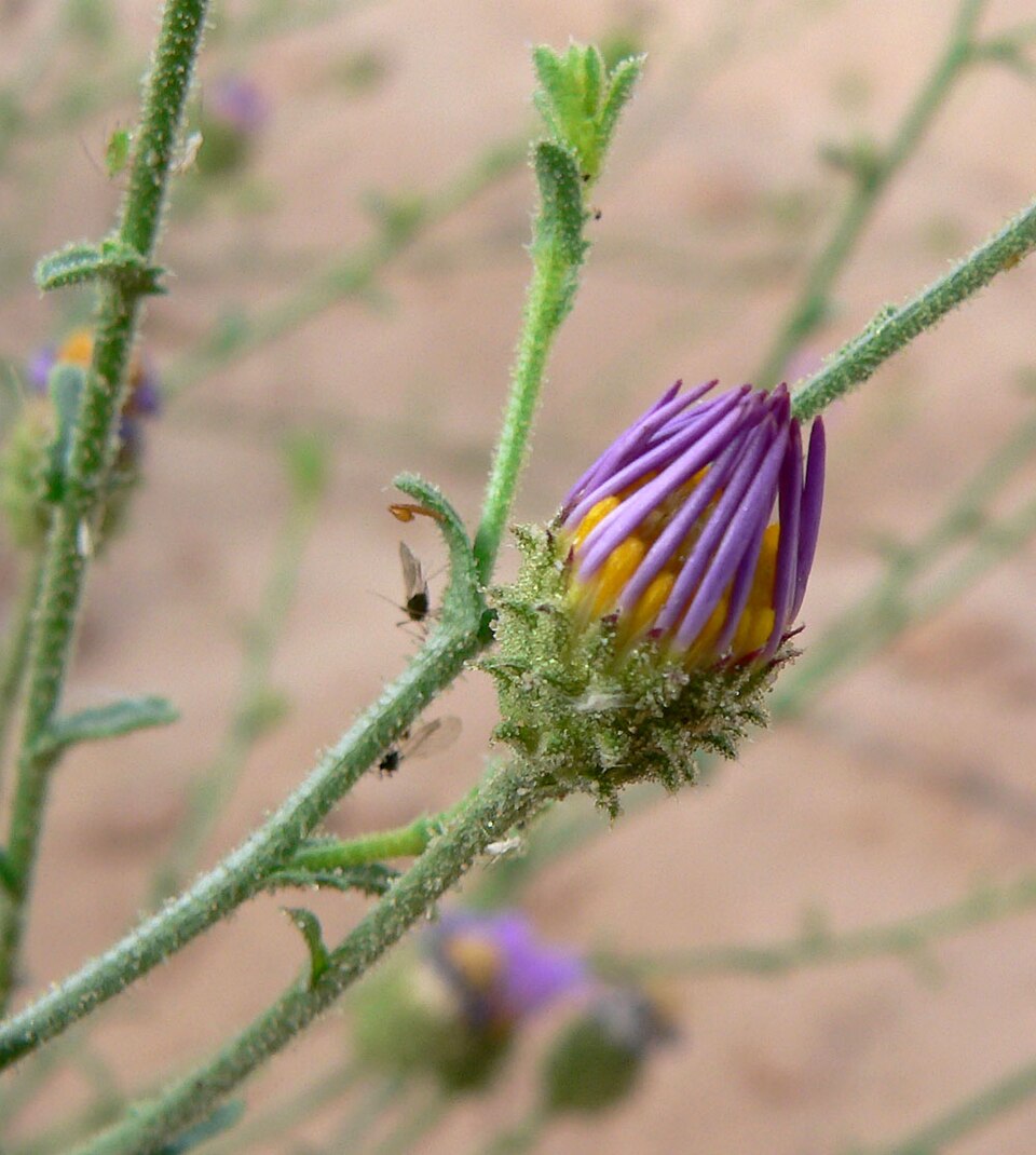 Dieteria canescens (Hoary Tansyaster) (alternate view 9)
