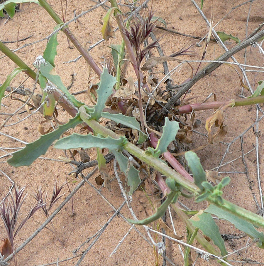 Dieteria canescens (Hoary Tansyaster) (alternate view 10)