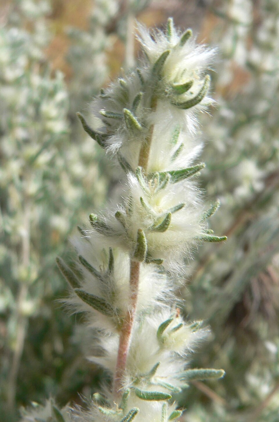 Krascheninnikovia lanata (Winterfat) (alternate view 6)