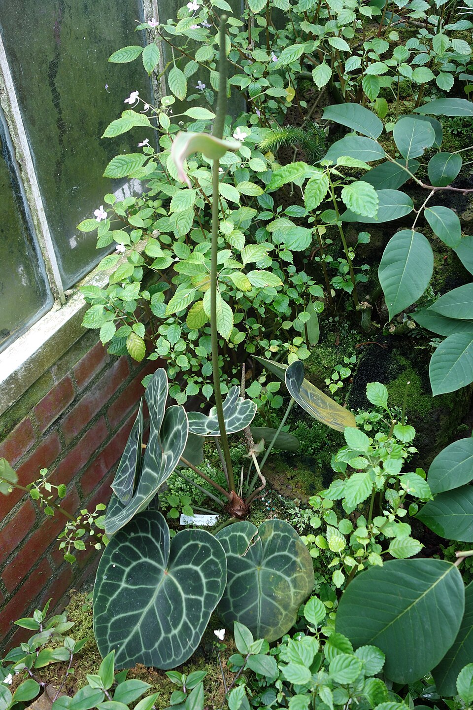 Anthurium clarinervium (Velvet Cardboard Anthurium) (alternate view 6)