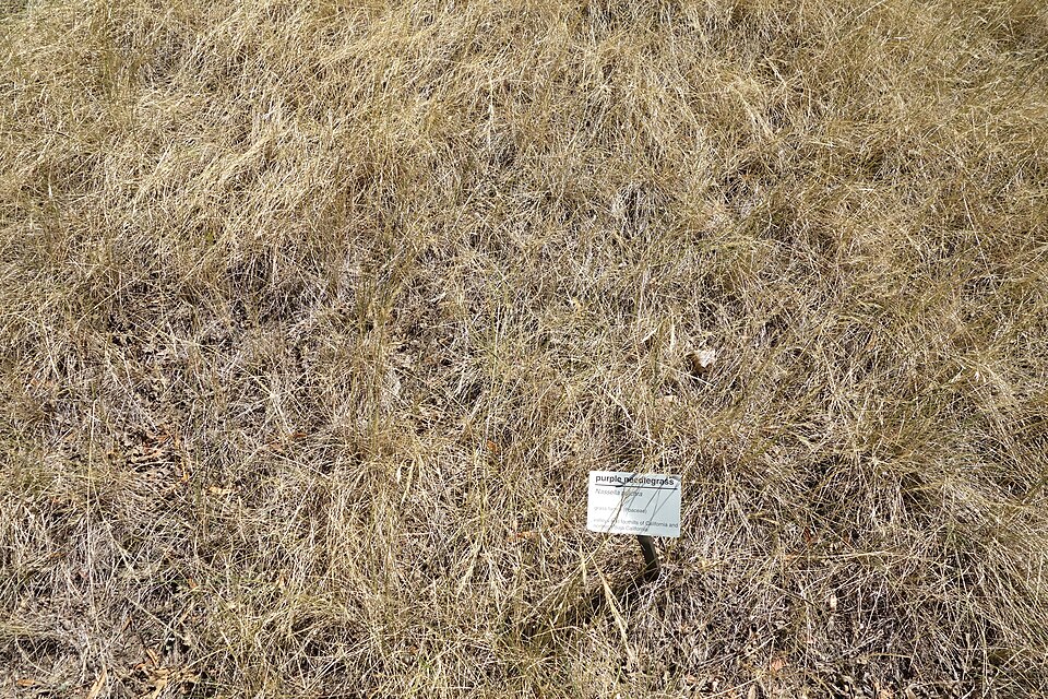 Nassella pulchra (purple needlegrass) (alternate view 4)