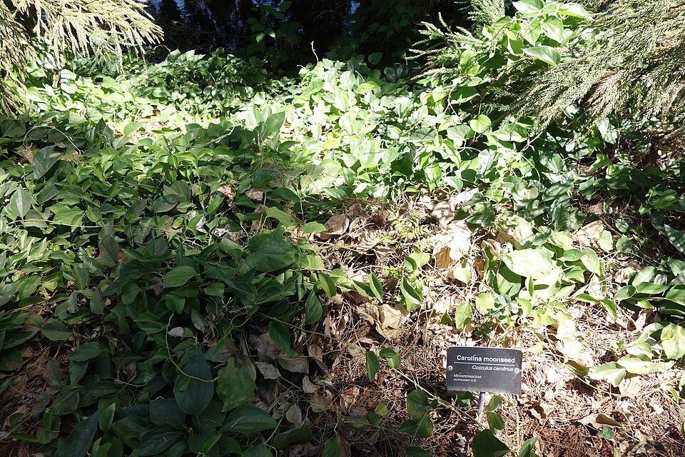 Nephroia carolina (Carolina snailseed)