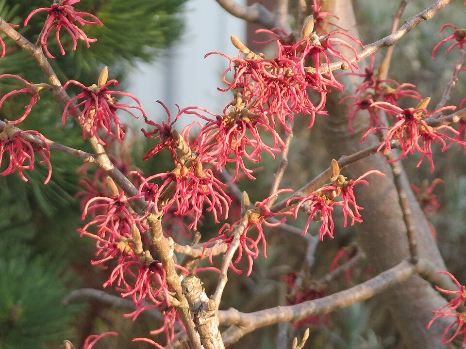 Hamamelis x intermedia (hybrid witch hazel) (alternate view 5)