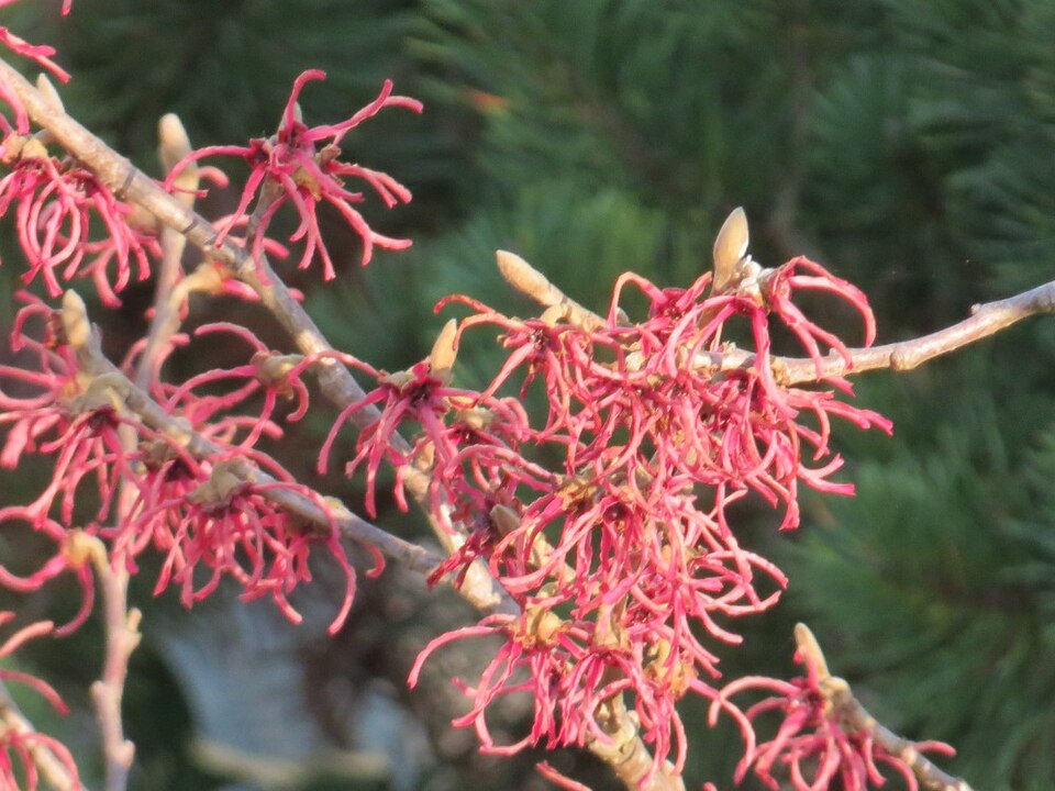 Hamamelis x intermedia (hybrid witch hazel) (alternate view 6)