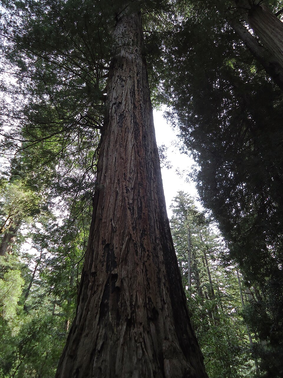 Sequoia sempervirens (Coast Redwood) (alternate view 8)