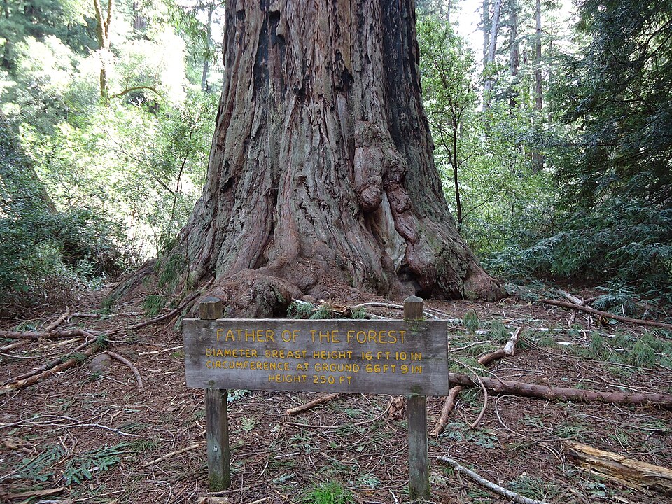 Sequoia sempervirens (Coast Redwood) (alternate view 9)