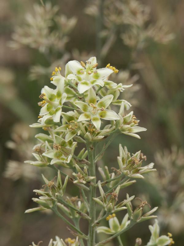 Anticlea elegans (Mountain Deathcamas) (alternate view 6)