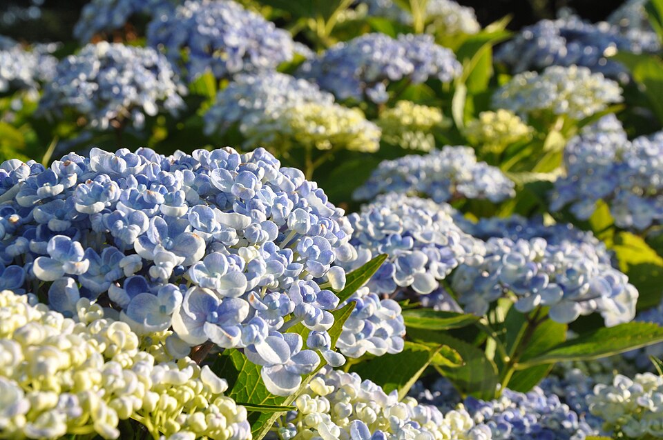 Hydrangea macrophylla 'Ayesha' (Ayesha Hydrangea) (alternate view 2)